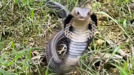 蛇是怎么叫的？