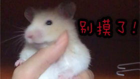b0f28d184dfcec63c1d80ccb210a3d799a94863c.jpg@280w_158h_1c_100q.jpg