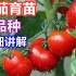 西红柿/番茄育种育苗过程, 新番茄品种介绍, 室内种植番茄, 阳台种植, 育种时间, 生长周期, 注意事项,【种菜新手必