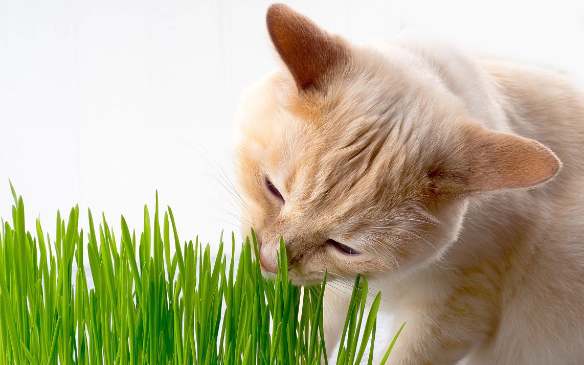 吃猫草一定要避开下面4个误区，很多人都不当回事，你犯了几个？