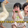 瑶一瑶终于偷到鸡宝宝了，妹崽快跑呀