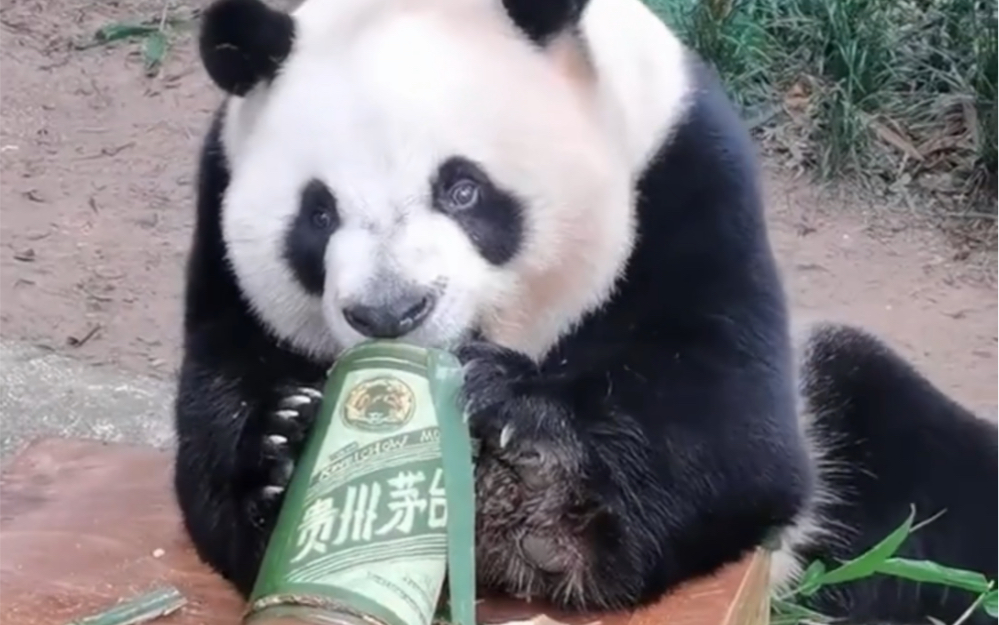 【熊猫醉酒】不用羡慕福宝有礼物了，咱有茅台！