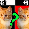 这是公猫还是母猫？一眼分辨猫咪性别的方法！【初识猫咪EP