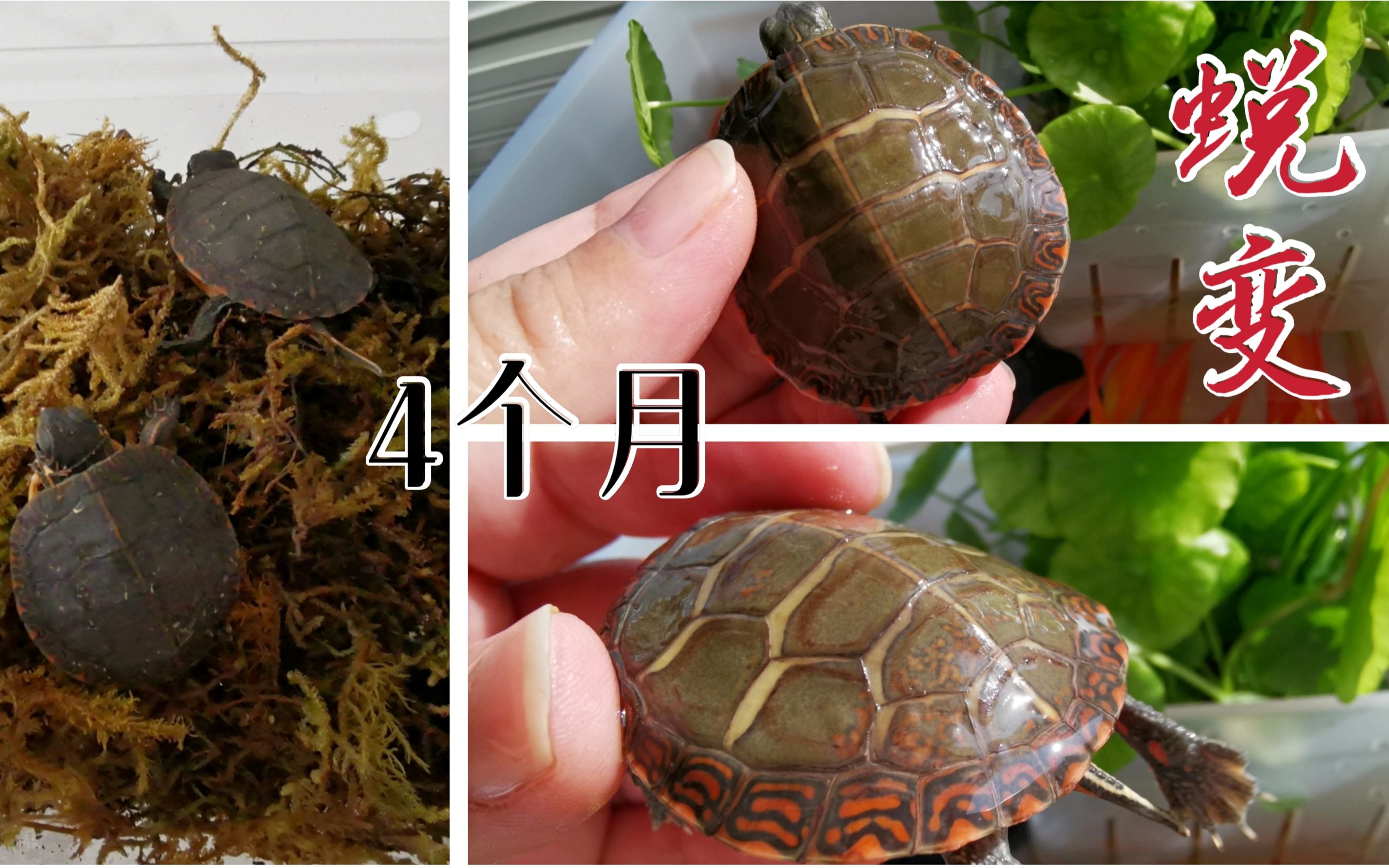 养了4个月的小东锦，换甲后宛如换了一只龟，太惊艳啦！