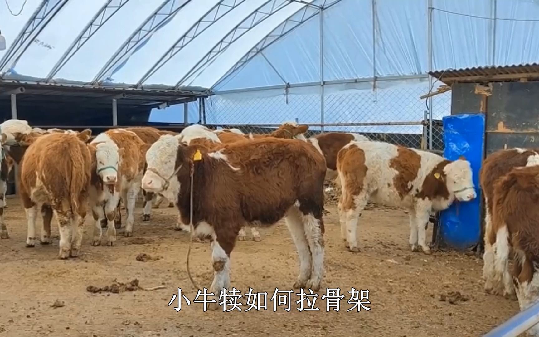 刚出生的小牛犊缺钙怎么补牛缺钙用什么来的最快壮骨肽