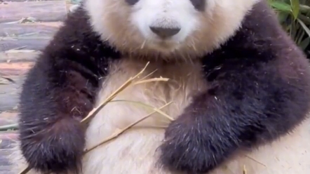 花花：有没有单位要我啊！#熊猫的生活有多惬意