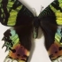 【鹿喀博物学研社】这是蝴蝶还是蛾子，你能分辨吗？