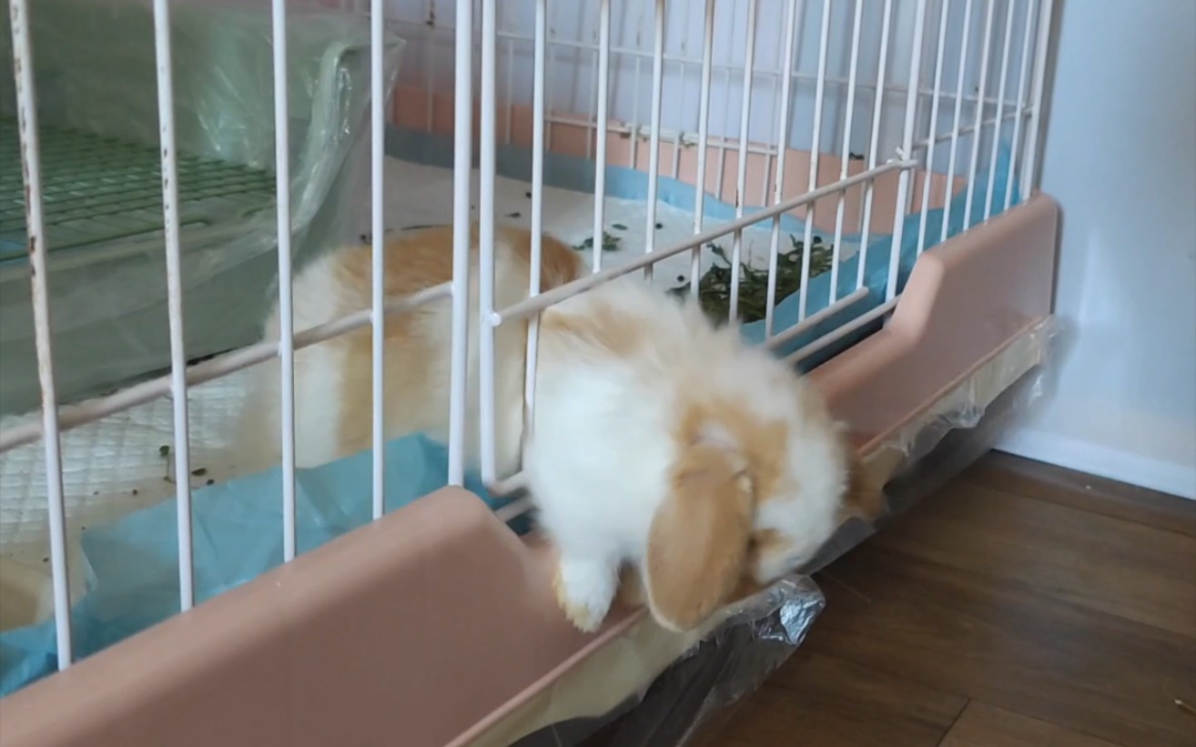 小兔子越狱啦！！！！