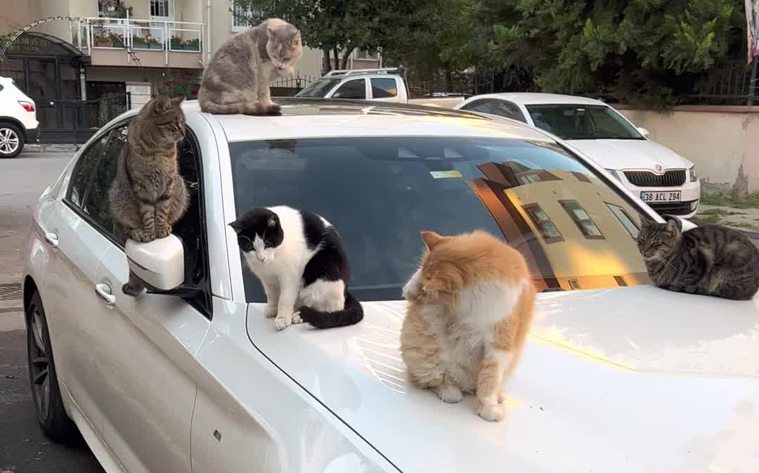 伊斯坦布尔街头，借车取暖的流浪猫群