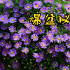 【姬小菊】爆盆秘籍