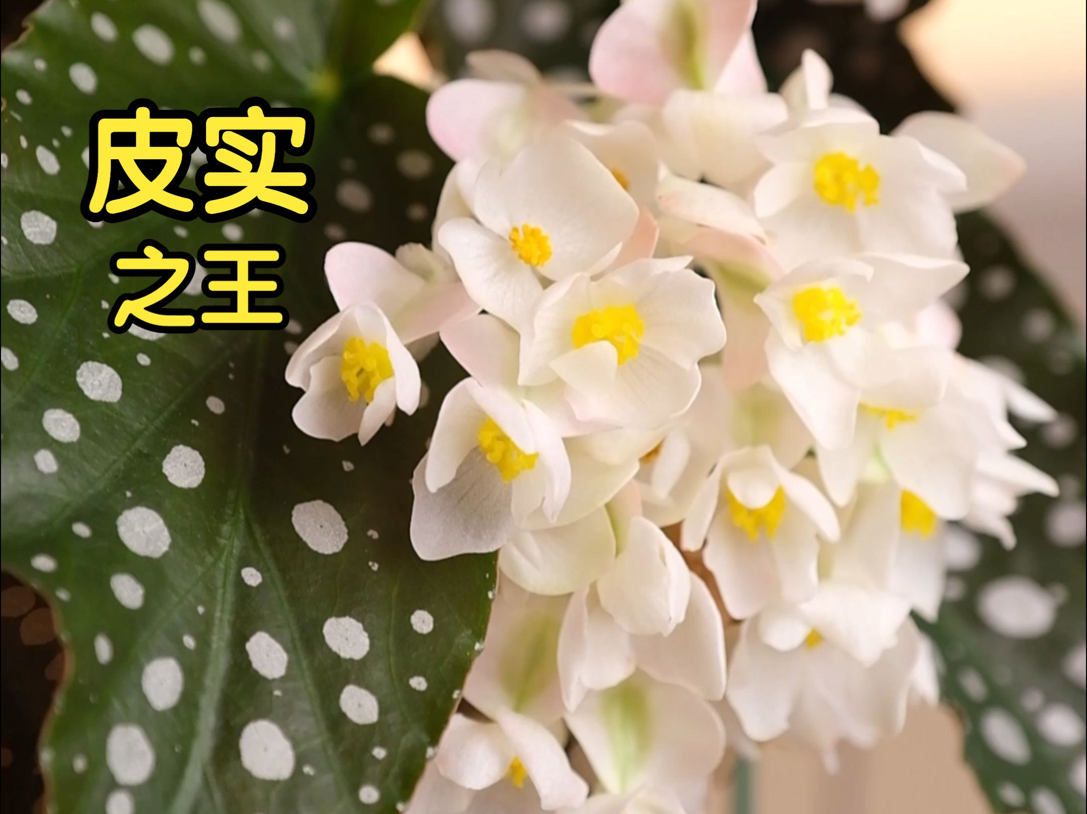 更适合川渝江浙的秋海棠｜粉旗鱼