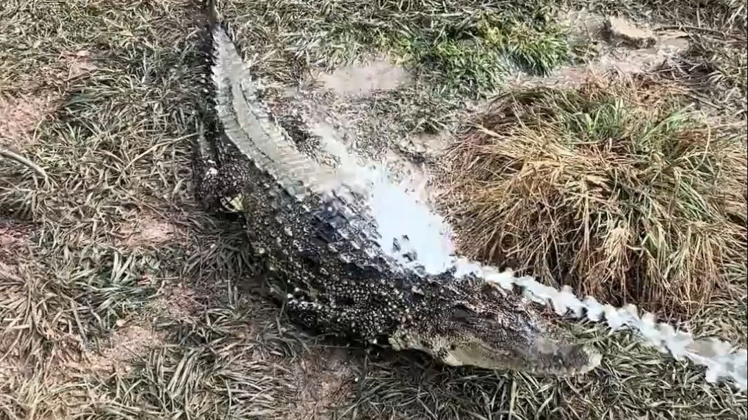 鳄鱼: 你是高级电工？