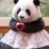 【大熊猫和花】花花穿裙子变装