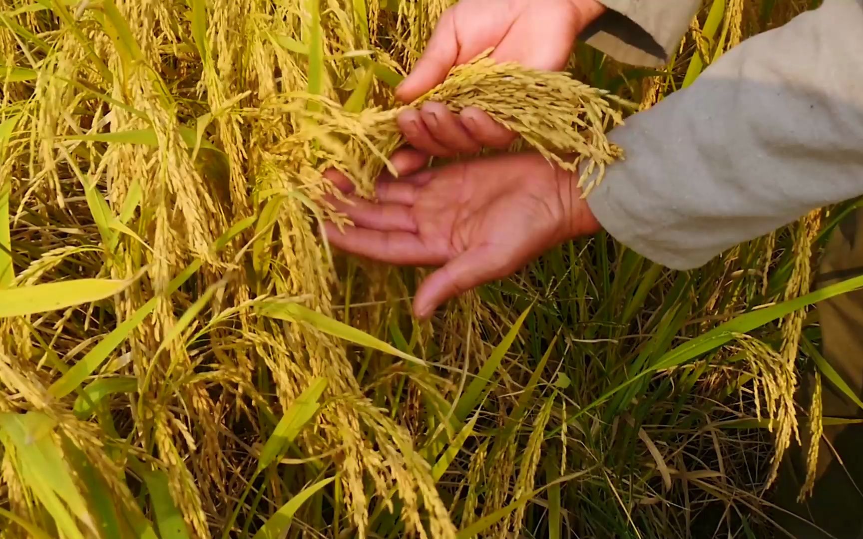 《稻田里的中国梦》