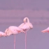 中国也有粉粉少女心的火烈鸟 就住在黄河畔的盐湖上 [纪录片] [双语字幕]