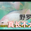 河里捞的罗非鱼苗，在鱼缸能养大？广东人为何叫它二世祖