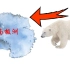 如果把北极熊送到南极，会发生什么？