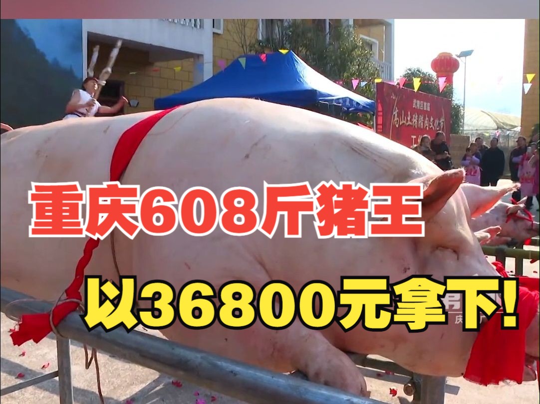 重庆武隆一头608斤的“猪王”被市民以36800元的价格拍下,你家乡开始吃刨猪宴了吗?哔哩哔哩bilibili