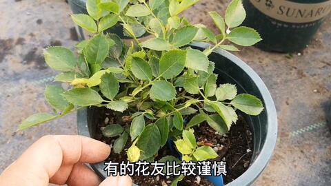 如何修剪月季老桩 b1fa4b6cc496adead8c2f864edd867d6869e7508.jpg@480w_270h_1c