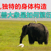 大象,独特的身体构造，巨兽大象是如何繁衍