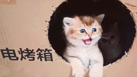 一只猫大声吼图片 b221c531101e7d43bfdce52bd18fece7b6b4bfc4.jpg@280w_158h_1c_100q.jpg