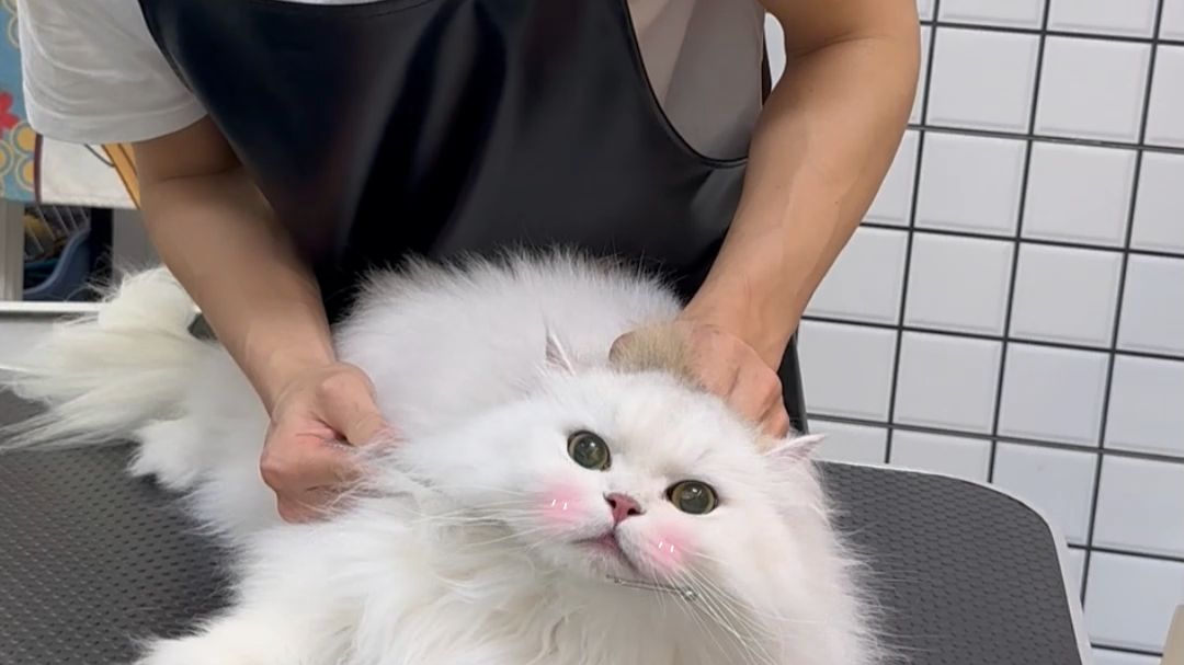 东南西北金吉拉犟种