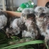 四个超可爱的猫头鹰宝宝，你们喜欢吗？！