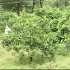 柑橘种植技术视频（柑橘种植收益）高产柑橘栽培技术