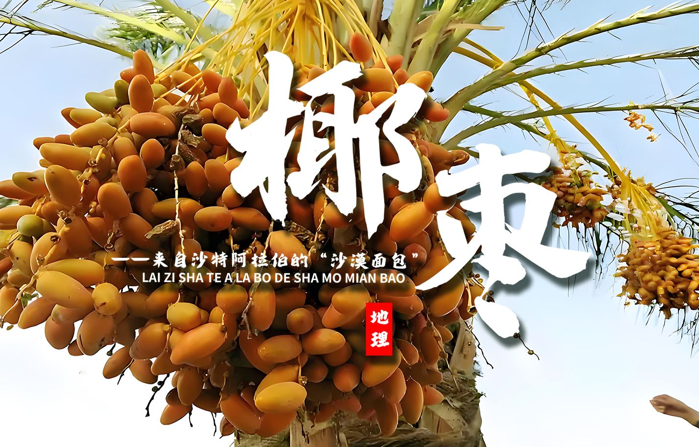 课前三分钟，地理不用愁——“沙漠面包”椰枣【看纪录片学地理】