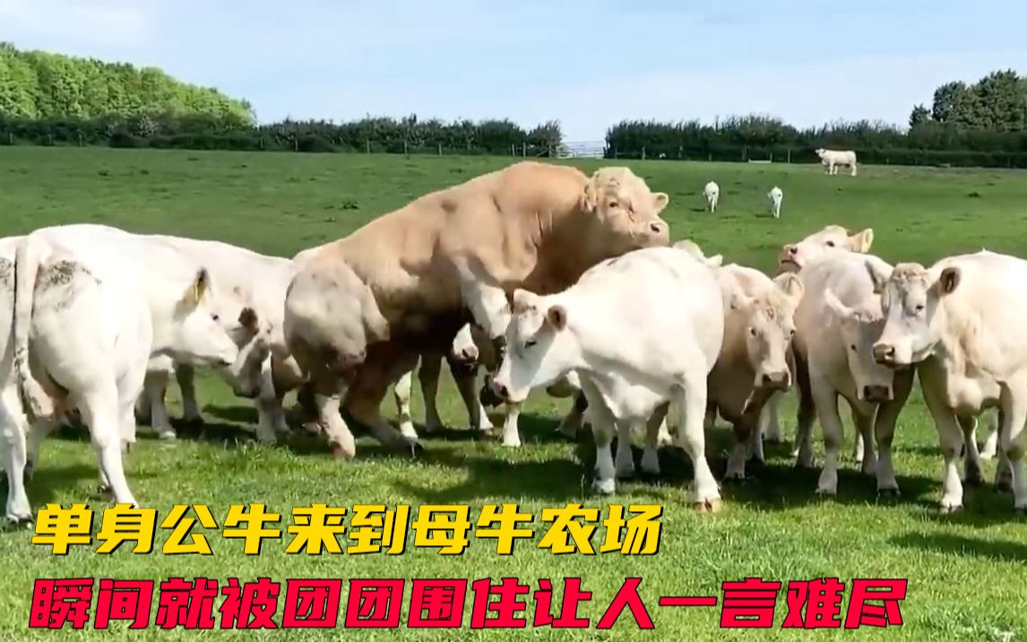 单身多年的公牛，被投放到母牛群中，公牛心情跌宕起伏