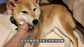 怎么教狗狗不跟陌生人走 b2446d38402ef6f7394b8e0412e7807a7b372b7f.jpg@280w_158h_1c_100q.jpg