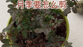 b246830fb4527918f6221f158fd44dbfb5ab6cf1.jpg@280w_158h_1c_100q.jpg