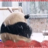 【大熊猫萌兰】今天又下雪了，大家元宵快乐，吃汤圆了吗￣▽￣