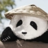 我们是西柚熊猫，我们研发的这款熊猫玩偶将于7月31日中午12点上架。
