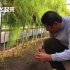 24小时工作，日本机器人全自动判断成熟采摘芦笋黄瓜