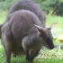 分娩前三天仍可以交配！澳大利亚黑尾袋鼠，繁殖过程有多奇特？？？