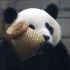 【大熊猫喜乐】瓢泼大雨中的5岁生日