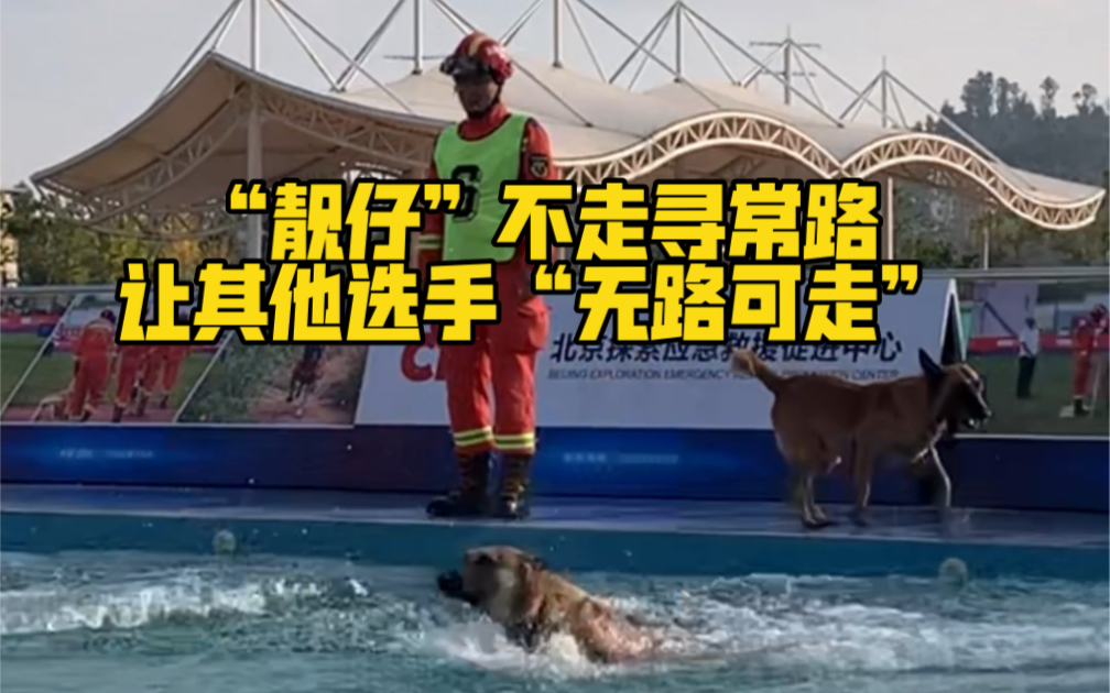 云南消防搜救犬游泳比赛中，“靓仔”不走寻常路，让其他选手“无路可走”🤣