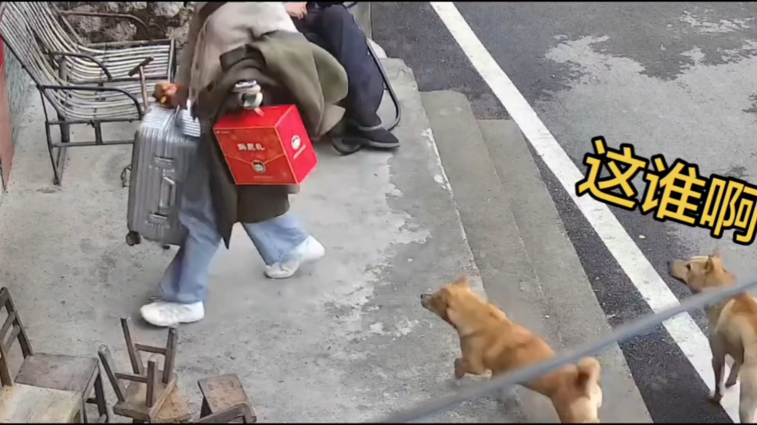 傻狗，半年没回家就不认识了