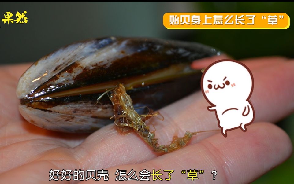 鲜嫩肥美的贻贝身上怎么长了“草”？这还能吃吗？