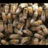 蜜蜂标准化养殖视频 蜜蜂养殖行情 蜜蜂高产育苗技术