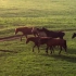 空镜头视频 马匹阳光草原动物 素材分享