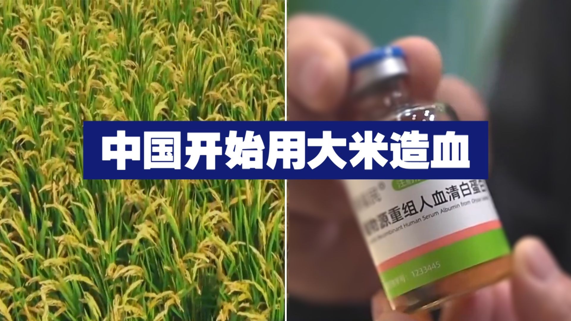 50斤米能顶5升血浆！中国开始用大米造血