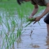亚洲水稻种植业 李子柒水稻的一生cut