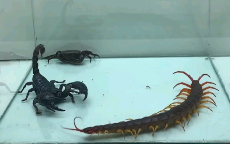 螃蟹 蜈蚣 蝎子 大乱斗