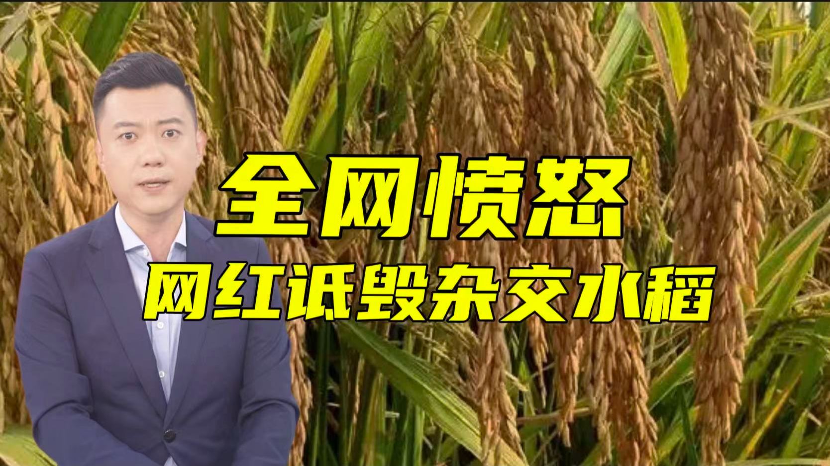 被诋毁的“三系杂交稻”到底有多牛？看懂它才能看懂中国饭碗【主播说三农】