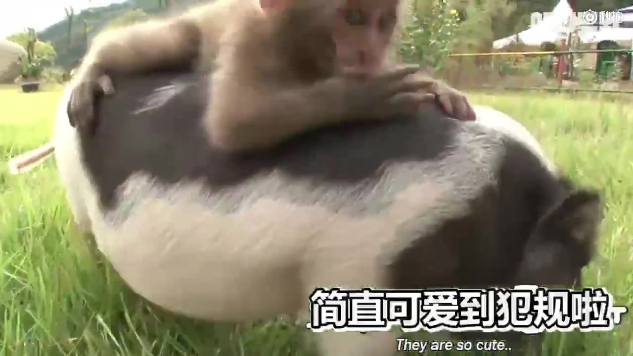 超萌的一对cp骑在猪身上的小猴