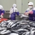 每月加工 24 吨鲭鱼。韩国挪威鱼类加工厂