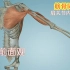 肩关节“内收”的相关肌肉动画演示