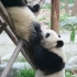 【大熊猫萌兰&庆大】么么儿和庆大官人怼怼怼